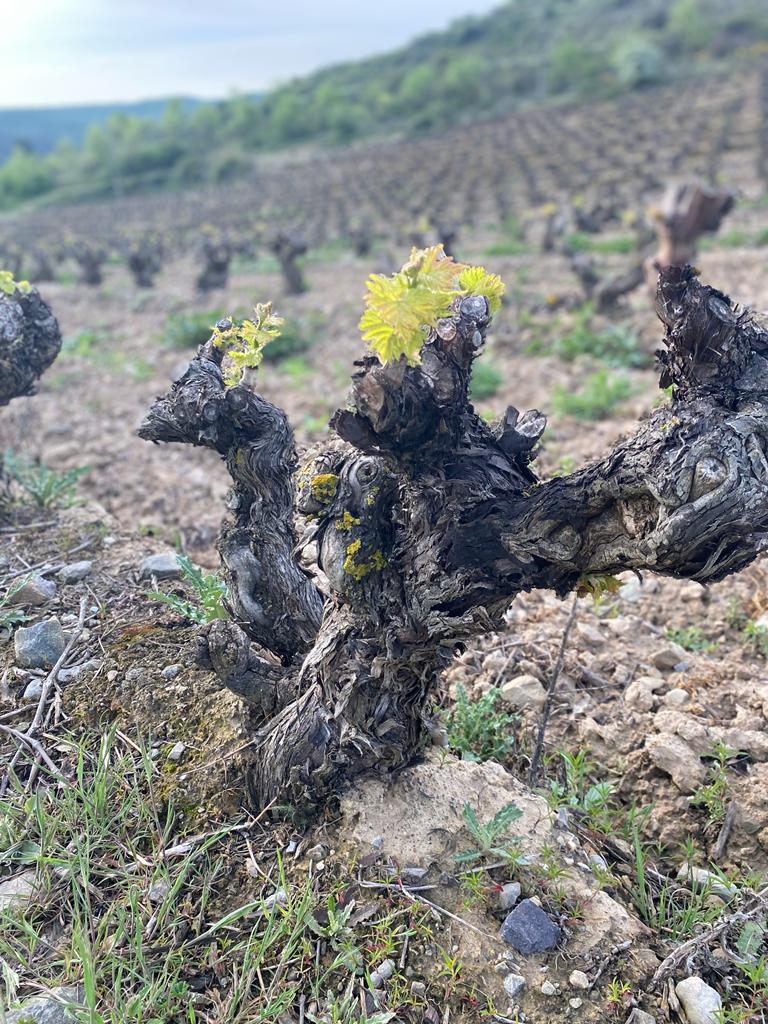 Originele foto van Annemie op dag 11: Sansol naar Logroño