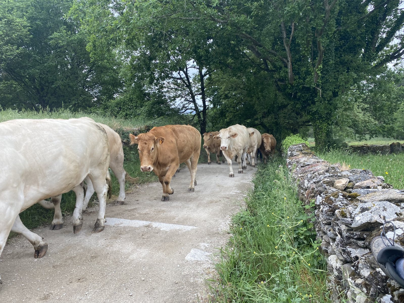 Originele foto van Annemie op dag 33: Sarria naar Ventas de Narón