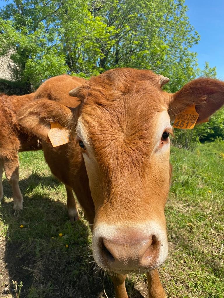 Originele foto van Annemie op dag 31: Las Herrerías naar Fonfría
