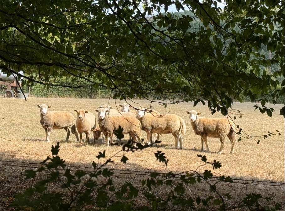 Schapen in een weide, gezien door de takken van een boom