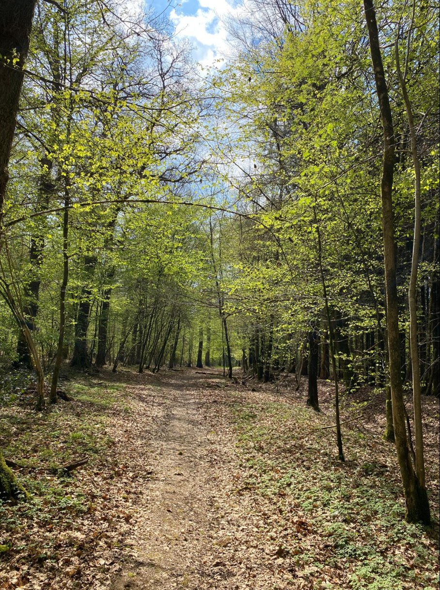 Bospad in het voorjaar