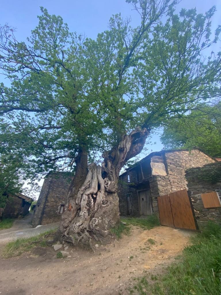 Originele foto van Annemie op dag 32: Fonfría naar Sarria