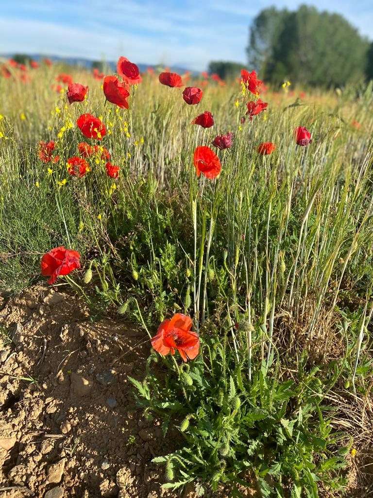 Originele foto van Annemie op dag 29: Ponferrada naar Villafranca del Bierzo