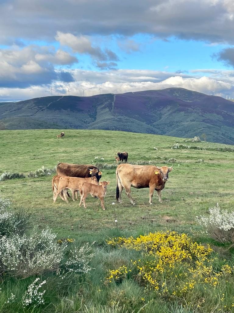 Originele foto van Annemie op dag 28: Foncebadón naar Ponferrada