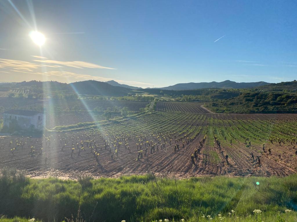Originele foto van Annemie op dag 12: Logroño naar Nájera