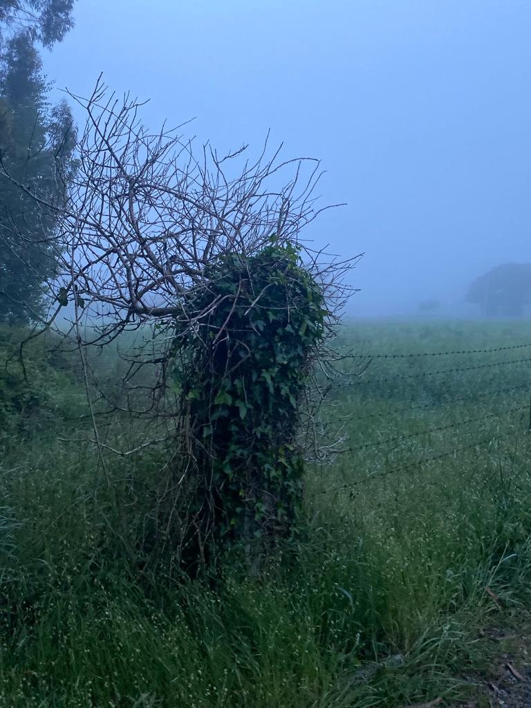 Originele foto van Annemie op dag 35: Melide naar O Pedrouzo