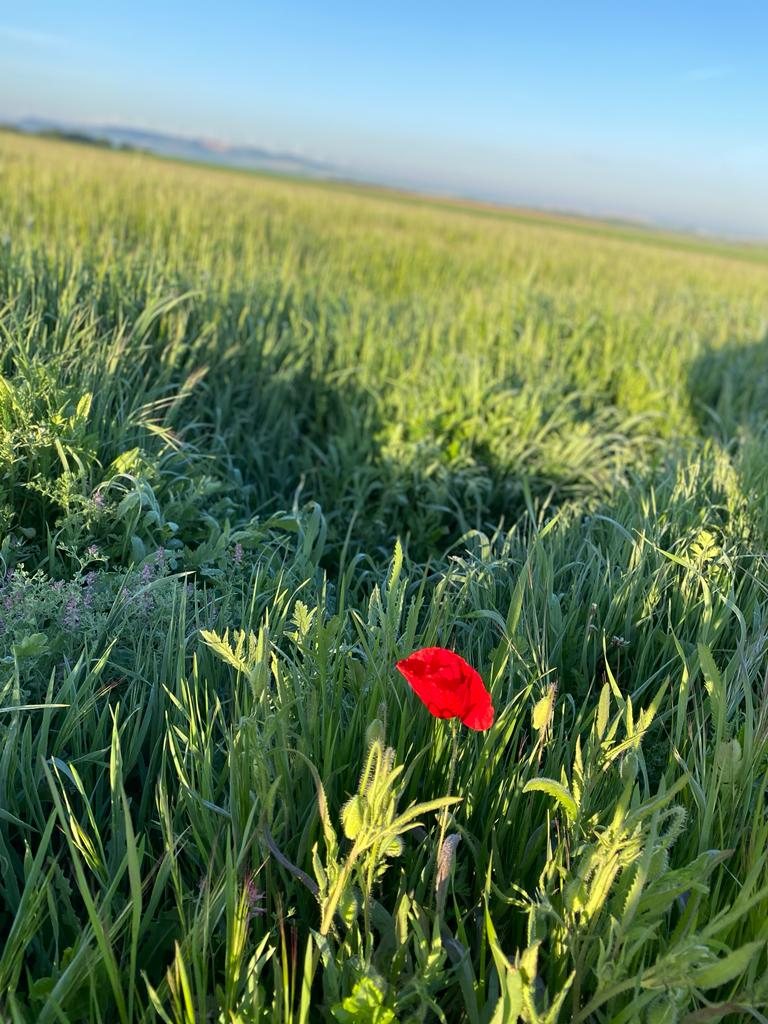 Originele foto van Annemie op dag 19: Castrojeriz naar Población de Campos