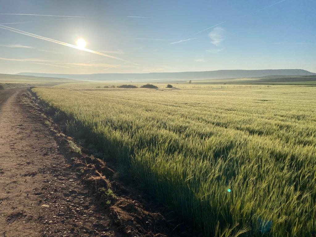 Originele foto van Annemie op dag 19: Castrojeriz naar Población de Campos