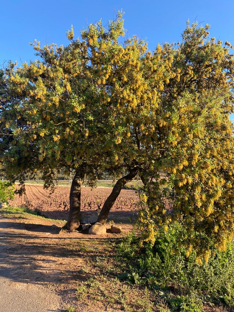 Originele foto van Annemie op dag 12: Logroño naar Nájera