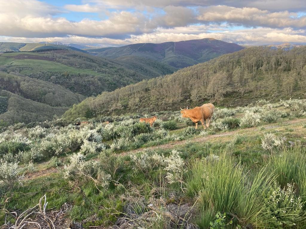 Originele foto van Annemie op dag 28: Foncebadón naar Ponferrada